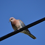 "Laughing Dove" Paarl, South Africa